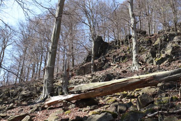 Horní Jiřetín, 21.4.2021
Jezeří, suťový les na svahu nad zámkem.
Klíčová slova: Krušné hory Jezerské lesy Horní Jiřetín Jezeří údolí Šramnického potoka