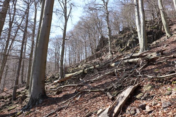 Horní Jiřetín, 21.4.2021
Jezeří, suťový les na svahu nad zámkem.
Klíčová slova: Krušné hory Jezerské lesy Horní Jiřetín Jezeří údolí Šramnického potoka