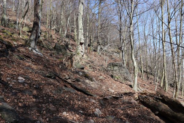 Horní Jiřetín, 21.4.2021
Jezeří, suťový les na svahu nad zámkem.
Klíčová slova: Krušné hory Jezerské lesy Horní Jiřetín Jezeří údolí Šramnického potoka