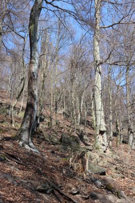 Horní Jiřetín, 21.4.2021
Jezeří, suťový les na svahu nad zámkem.
Klíčová slova: Krušné hory Jezerské lesy Horní Jiřetín Jezeří údolí Šramnického potoka