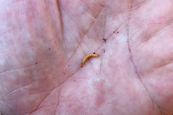 Horní Jiřetín, 21.4.2021
Jezeří, suťový les na svahu nad zámkem. Larva kovaříka Limoniscus violaceus.
Klíčová slova: Krušné hory Jezerské lesy Horní Jiřetín Jezeří údolí Šramnického potoka Limoniscus violaceus