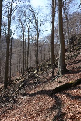 Horní Jiřetín, 21.4.2021
Jezeří, suťový les na svahu nad zámkem.
Klíčová slova: Krušné hory Jezerské lesy Horní Jiřetín Jezeří údolí Šramnického potoka