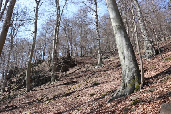 Horní Jiřetín, 21.4.2021
Jezeří, suťový les na svahu nad zámkem.
Mots-clés: Krušné hory Jezerské lesy Horní Jiřetín Jezeří údolí Šramnického potoka