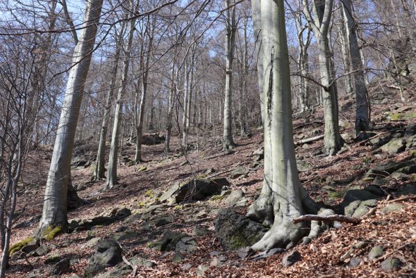 Horní Jiřetín, 21.4.2021
Jezeří, suťový les na svahu nad zámkem.
Klíčová slova: Krušné hory Jezerské lesy Horní Jiřetín Jezeří údolí Šramnického potoka