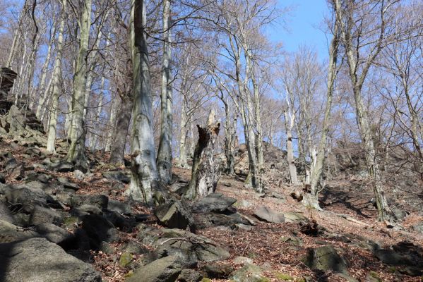 Horní Jiřetín, 21.4.2021
Jezeří, suťový les na svahu nad zámkem.
Schlüsselwörter: Krušné hory Jezerské lesy Horní Jiřetín Jezeří údolí Šramnického potoka