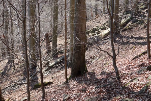 Horní Jiřetín, 21.4.2021
Jezeří, suťový les na svahu nad zámkem.
Klíčová slova: Krušné hory Jezerské lesy Horní Jiřetín Jezeří údolí Šramnického potoka