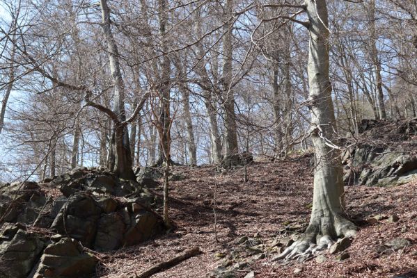 Horní Jiřetín, 21.4.2021
Jezeří, suťový les na svahu nad zámkem.
Klíčová slova: Krušné hory Jezerské lesy Horní Jiřetín Jezeří údolí Šramnického potoka