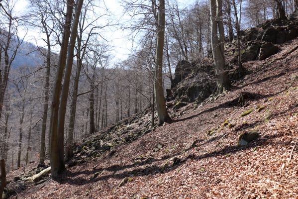 Horní Jiřetín, 21.4.2021
Jezeří, suťový les na svahu nad zámkem.
Klíčová slova: Krušné hory Jezerské lesy Horní Jiřetín Jezeří údolí Šramnického potoka