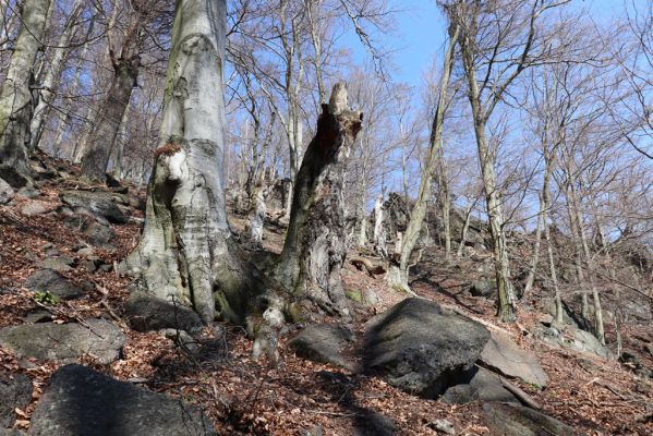 Horní Jiřetín, 21.4.2021
Jezeří, suťový les na svahu nad zámkem.
Schlüsselwörter: Krušné hory Jezerské lesy Horní Jiřetín Jezeří údolí Šramnického potoka