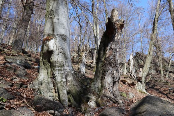 Horní Jiřetín, 21.4.2021
Jezeří, suťový les na svahu nad zámkem.
Klíčová slova: Krušné hory Jezerské lesy Horní Jiřetín Jezeří údolí Šramnického potoka