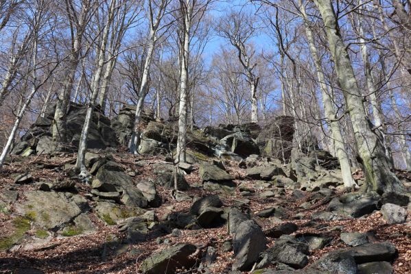Horní Jiřetín, 21.4.2021
Jezeří, suťový les na svahu nad zámkem.
Klíčová slova: Krušné hory Jezerské lesy Horní Jiřetín Jezeří údolí Šramnického potoka