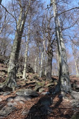 Horní Jiřetín, 21.4.2021
Jezeří, suťový les na svahu nad zámkem.
Klíčová slova: Krušné hory Jezerské lesy Horní Jiřetín Jezeří údolí Šramnického potoka