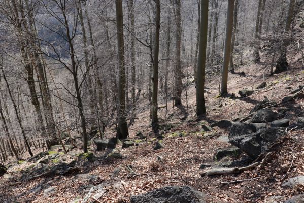 Horní Jiřetín, 21.4.2021
Jezeří, suťový les na svahu nad zámkem.
Klíčová slova: Krušné hory Jezerské lesy Horní Jiřetín Jezeří údolí Šramnického potoka