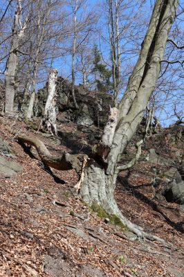 Horní Jiřetín, 21.4.2021
Jezeří, suťový les na svahu nad zámkem.
Klíčová slova: Krušné hory Jezerské lesy Horní Jiřetín Jezeří údolí Šramnického potoka