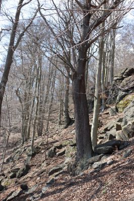 Horní Jiřetín, 21.4.2021
Jezeří, suťový les na svahu nad zámkem.
Klíčová slova: Krušné hory Jezerské lesy Horní Jiřetín Jezeří údolí Šramnického potoka