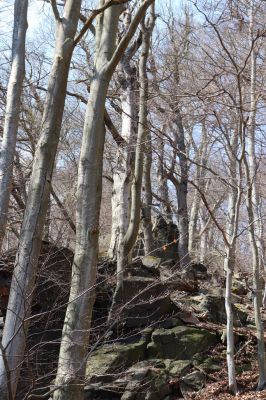 Horní Jiřetín, 21.4.2021
Jezeří, suťový les na svahu nad zámkem.
Klíčová slova: Krušné hory Jezerské lesy Horní Jiřetín Jezeří údolí Šramnického potoka