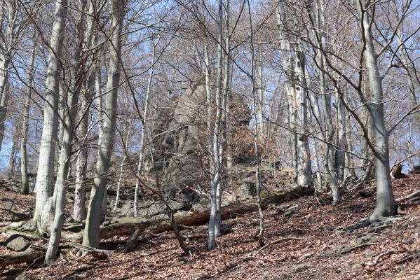 Horní Jiřetín, 21.4.2021
Jezeří, suťový les na svahu nad zámkem.
Klíčová slova: Krušné hory Jezerské lesy Horní Jiřetín Jezeří údolí Šramnického potoka
