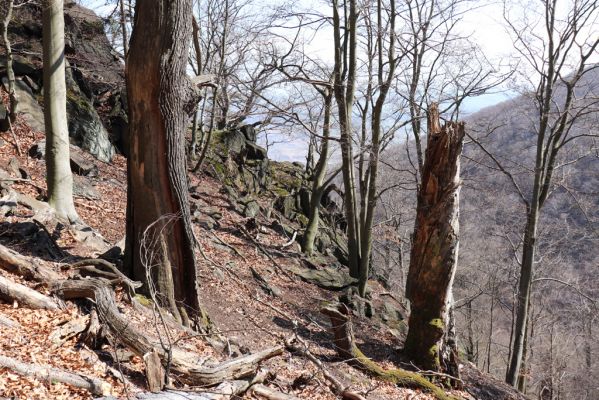 Horní Jiřetín, 21.4.2021
Jezeří, suťový les na svahu nad zámkem.
Klíčová slova: Krušné hory Jezerské lesy Horní Jiřetín Jezeří údolí Šramnického potoka
