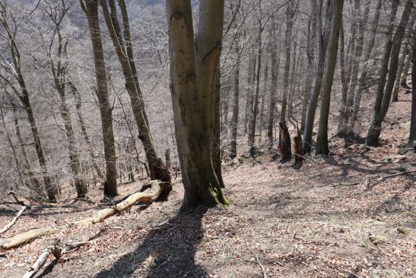 Horní Jiřetín, 21.4.2021
Jezeří, suťový les na svahu nad zámkem.
Klíčová slova: Krušné hory Jezerské lesy Horní Jiřetín Jezeří údolí Šramnického potoka