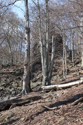 Horní Jiřetín, 21.4.2021
Jezeří, suťový les na svahu nad zámkem.
Schlüsselwörter: Krušné hory Jezerské lesy Horní Jiřetín Jezeří údolí Šramnického potoka