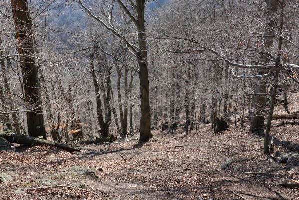 Horní Jiřetín, 21.4.2021
Jezeří, suťový les na svahu nad zámkem.
Klíčová slova: Krušné hory Jezerské lesy Horní Jiřetín Jezeří údolí Šramnického potoka