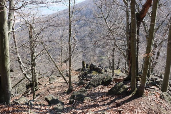 Horní Jiřetín, 21.4.2021
Jezeří, suťový les na svahu nad zámkem.
Klíčová slova: Krušné hory Jezerské lesy Horní Jiřetín Jezeří údolí Šramnického potoka