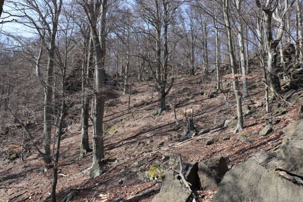 Horní Jiřetín, 21.4.2021
Jezeří, suťový les na svahu nad zámkem.
Klíčová slova: Krušné hory Jezerské lesy Horní Jiřetín Jezeří údolí Šramnického potoka