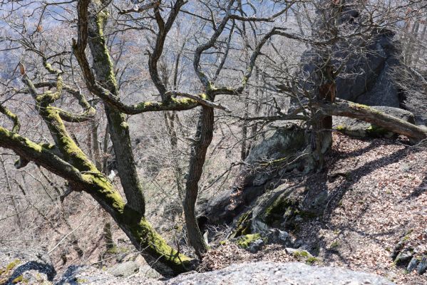 Horní Jiřetín, 21.4.2021Jezeří, suťový les nad zámkem.
Jezeří, suťový les na svahu nad zámkem.
Schlüsselwörter: Krušné hory Jezerské lesy Horní Jiřetín Jezeří suťový les údolí Šramnického potoka