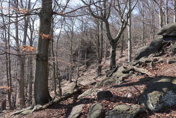 Horní Jiřetín, 21.4.2021
Jezeří, suťový les na svahu nad zámkem.
Klíčová slova: Krušné hory Jezerské lesy Horní Jiřetín Jezeří údolí Šramnického potoka