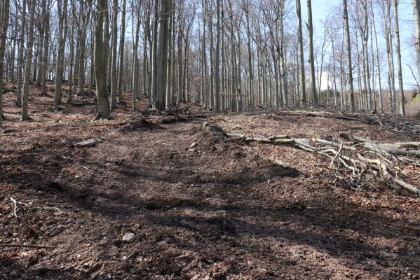 Horní Jiřetín, 21.4.2021
Jezeří, hřbet nad zámkem.
Klíčová slova: Krušné hory Jezerské lesy Horní Jiřetín Jezeří