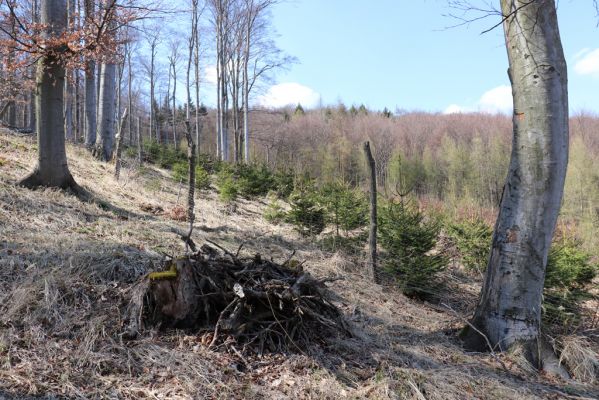 Horní Jiřetín, 21.4.2021
Jezeří, hřbet nad zámkem. Nová smrková plantáž.
Schlüsselwörter: Krušné hory Jezerské lesy Horní Jiřetín Jezeří