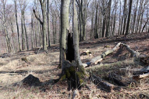 Horní Jiřetín, 21.4.2021
Jezeří, hřbet nad zámkem. I zde se vyskytují kmeny buků s dutinami.
Klíčová slova: Krušné hory Jezerské lesy Horní Jiřetín Jezeří