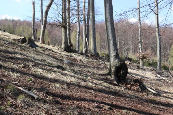 Horní Jiřetín, 21.4.2021
Jezeří, hřbet nad zámkem. Nepovolená výsadba smrků a modřínů.
Mots-clés: Krušné hory Jezerské lesy Horní Jiřetín Jezeří