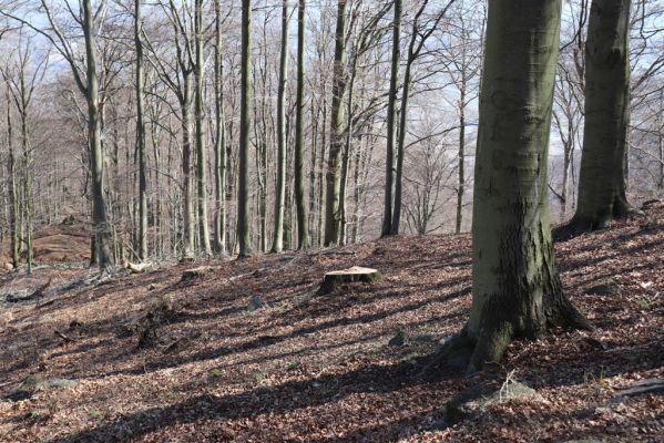 Horní Jiřetín, 21.4.2021
Jezeří, hřbet nad zámkem.
Schlüsselwörter: Krušné hory Jezerské lesy Horní Jiřetín Jezeří