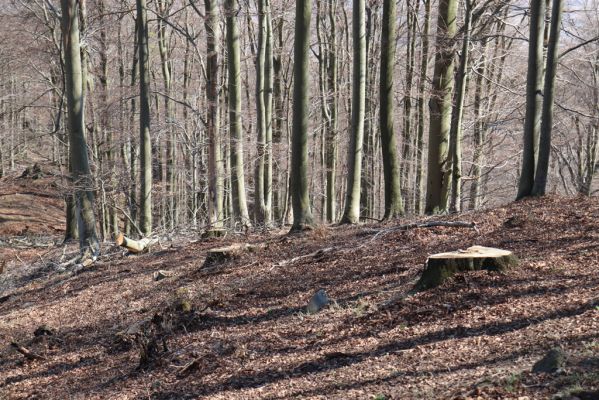 Horní Jiřetín, 21.4.2021
Jezeří, hřbet nad zámkem.
Mots-clés: Krušné hory Jezerské lesy Horní Jiřetín Jezeří