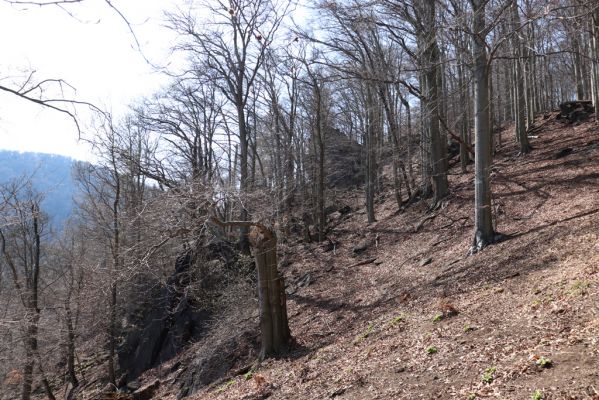 Horní Jiřetín, 21.4.2021
Jezeří, hřbet nad zámkem.
Klíčová slova: Krušné hory Jezerské lesy Horní Jiřetín Jezeří