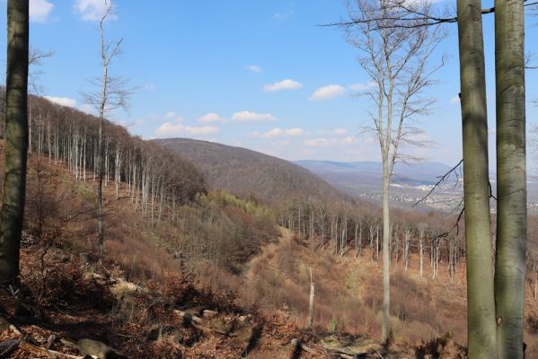 Horní Jiřetín, 21.4.2021
Jezeří, hřbet nad zámkem - pohled na Černický vrch a Kapucín.
Klíčová slova: Krušné hory Jezerské lesy Horní Jiřetín Jezeří Černický vrch Kapucín