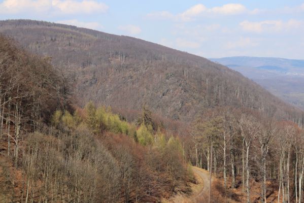 Horní Jiřetín, 21.4.2021
Jezeří, hřbet nad zámkem - pohled na Černický vrch a Kapucín.
Klíčová slova: Krušné hory Jezerské lesy Horní Jiřetín Jezeří Černický vrch Kapucín