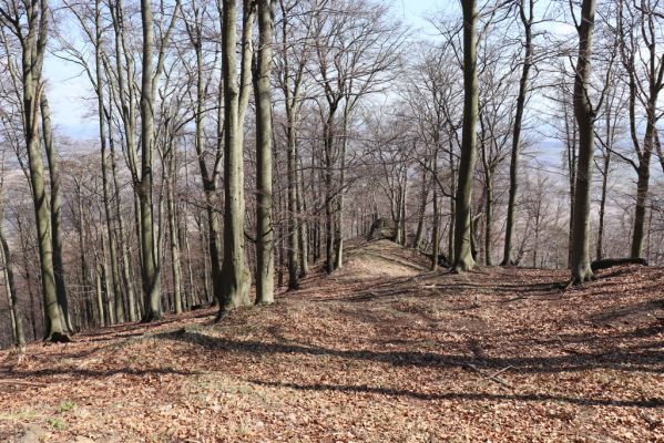 Horní Jiřetín, 21.4.2021
Jezeří, hřbet nad zámkem.
Schlüsselwörter: Krušné hory Jezerské lesy Horní Jiřetín Jezeří