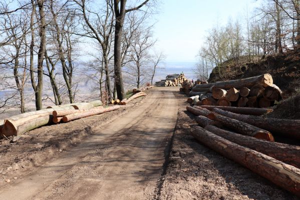 Horní Jiřetín, 21.4.2021
Jezeří, cesta nad zámkem.
Keywords: Krušné hory Jezerské lesy Horní Jiřetín Jezeří