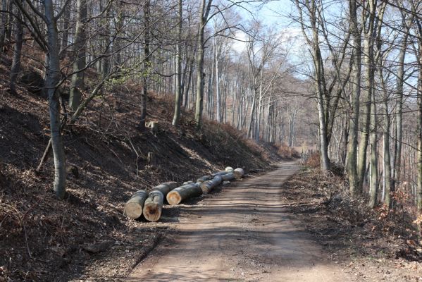 Horní Jiřetín, 21.4.2021
Jezeří, cesta nad zámkem.
Klíčová slova: Krušné hory Jezerské lesy Horní Jiřetín Jezeří