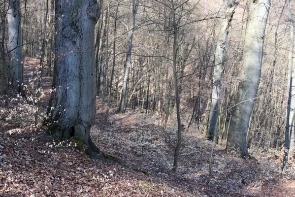 Horní Jiřetín, 21.4.2021
Jezeří, údolí sz. od zámku.
Schlüsselwörter: Krušné hory Jezerské lesy Horní Jiřetín Jezeří