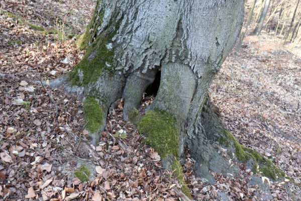Horní Jiřetín, 21.4.2021
Jezeří, údolí sz. od zámku - dutý buk.
Klíčová slova: Krušné hory Jezerské lesy Horní Jiřetín Jezeří