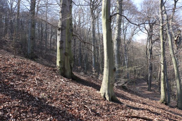 Horní Jiřetín, 21.4.2021
Jezeří, údolí sz. od zámku.
Schlüsselwörter: Krušné hory Jezerské lesy Horní Jiřetín Jezeří