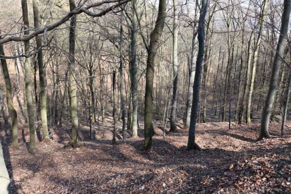 Horní Jiřetín, 21.4.2021
Jezeří, údolí sz. od zámku.
Schlüsselwörter: Krušné hory Jezerské lesy Horní Jiřetín Jezeří