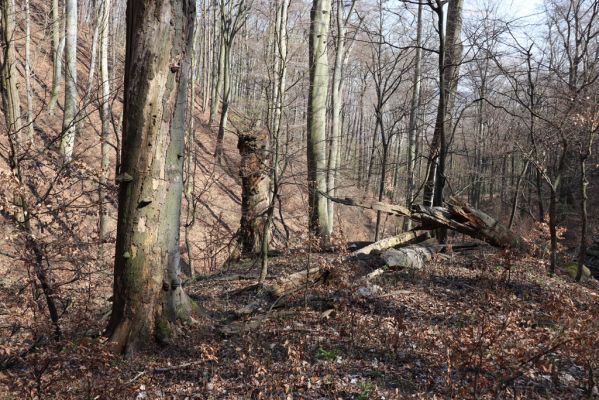 Horní Jiřetín, 21.4.2021
Jezeří, údolí sz. od zámku.
Klíčová slova: Krušné hory Jezerské lesy Horní Jiřetín Jezeří