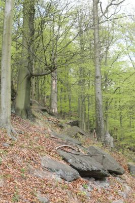 Horní Jiřetín, 24.4.2015
Jezeří, údolí Šramnického potoka. Jánský vrch.
Klíčová slova: Horní Jiřetín Šramnický potok Jánský vrch