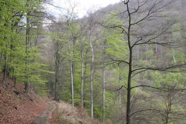 Horní Jiřetín, 24.4.2015
Jezeří, údolí Šramnického potoka.
Keywords: Horní Jiřetín Šramnický potok Jánský vrch