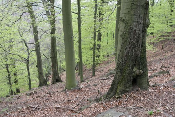 Horní Jiřetín, 24.4.2015
Jezeří, údolí Šramnického potoka. Jánský vrch.
Klíčová slova: Horní Jiřetín Jánský vrch Limoniscus violaceus Ischnodes sanguinicollis