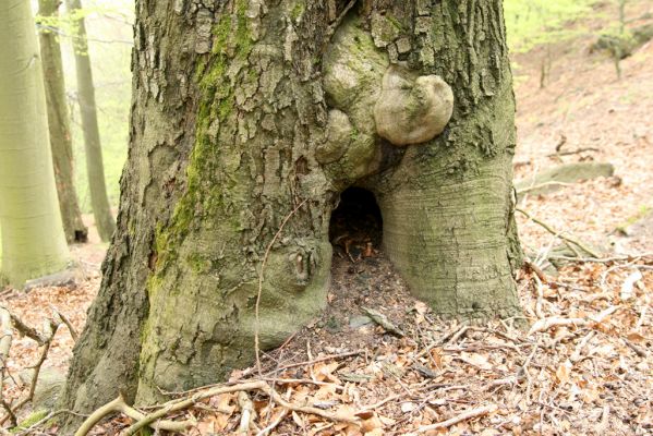 Horní Jiřetín, 24.4.2015
Jezeří, údolí Šramnického potoka. Jánský vrch.
Klíčová slova: Horní Jiřetín Jánský vrch Limoniscus violaceus Ischnodes sanguinicollis